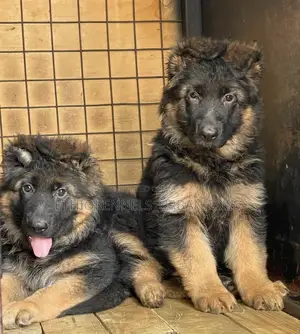 1-3 months Male Purebred German Shepherd
