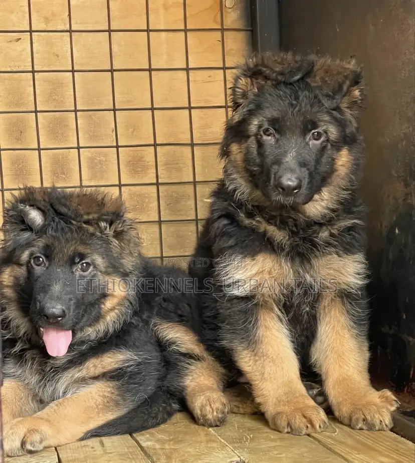 1-3 months Male Purebred German Shepherd