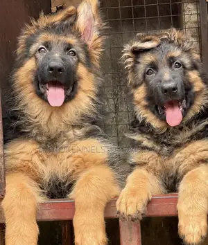 1-3 months Male Purebred German Shepherd