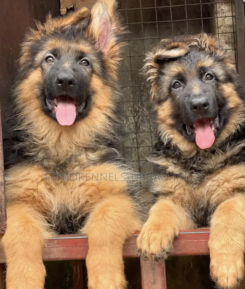 1-3 months Male Purebred German Shepherd