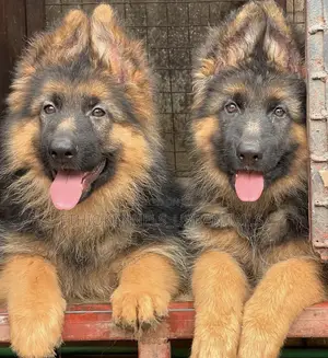 1-3 months Male Purebred German Shepherd