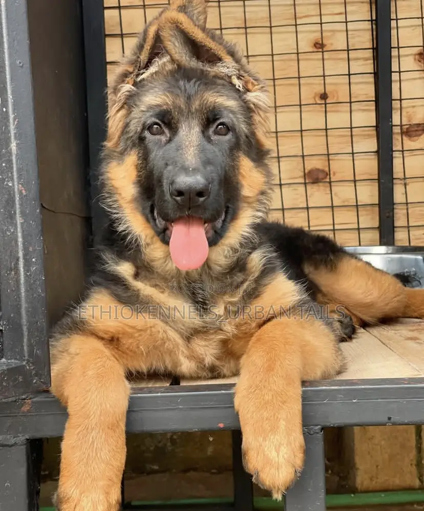 1-3 months Male Purebred German Shepherd