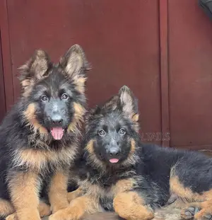 1-3 months Male Purebred German Shepherd