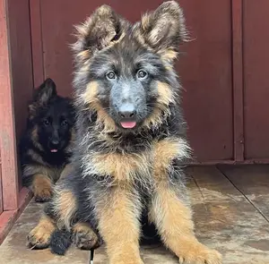 1-3 months Male Purebred German Shepherd