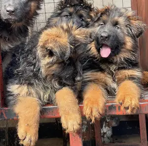 1-3 months Male Purebred German Shepherd
