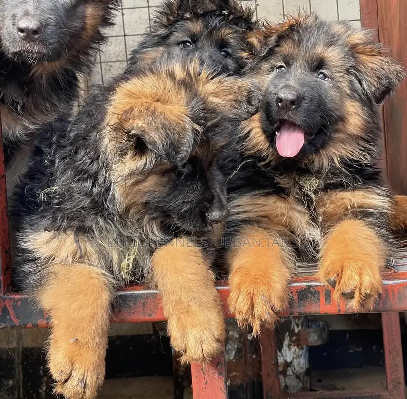 1-3 months Male Purebred German Shepherd