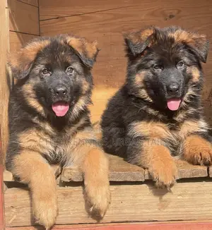 1-3 months Male Purebred German Shepherd