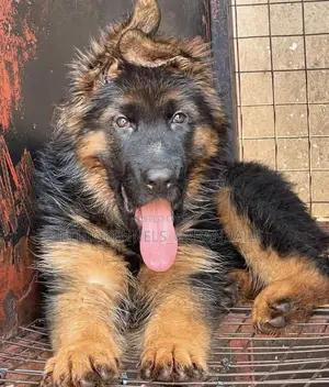1-3 months Female Purebred German Shepherd