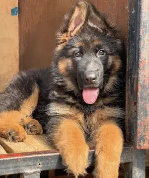 1-3 months Female Purebred German Shepherd