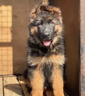 1-3 months Female Purebred German Shepherd