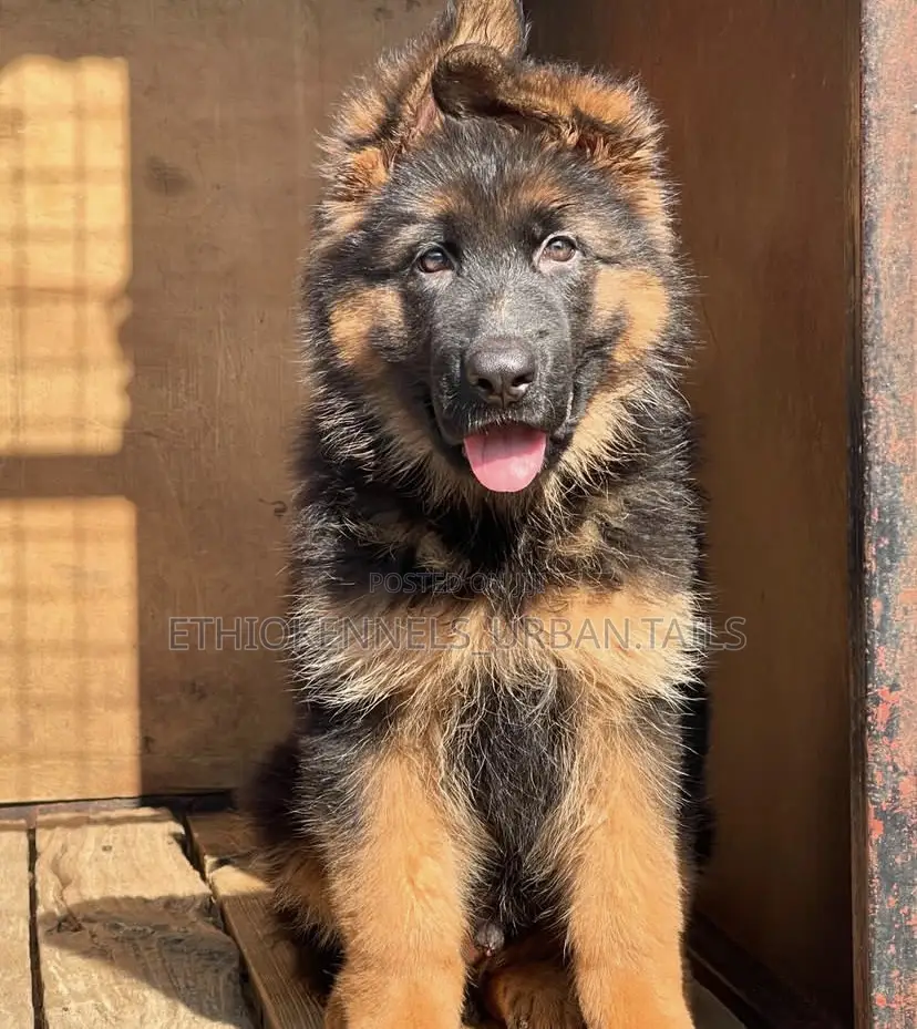 1-3 months Female Purebred German Shepherd