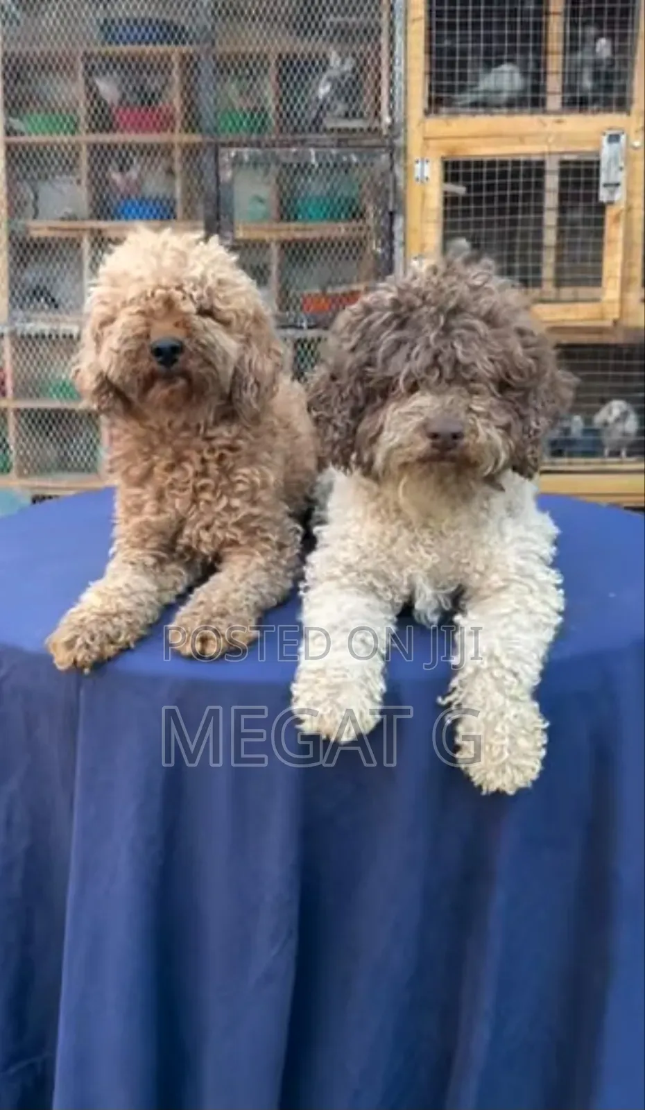 1-3 months Male Purebred Maltipoo