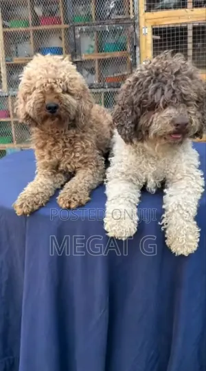 1-3 months Male Purebred Maltipoo