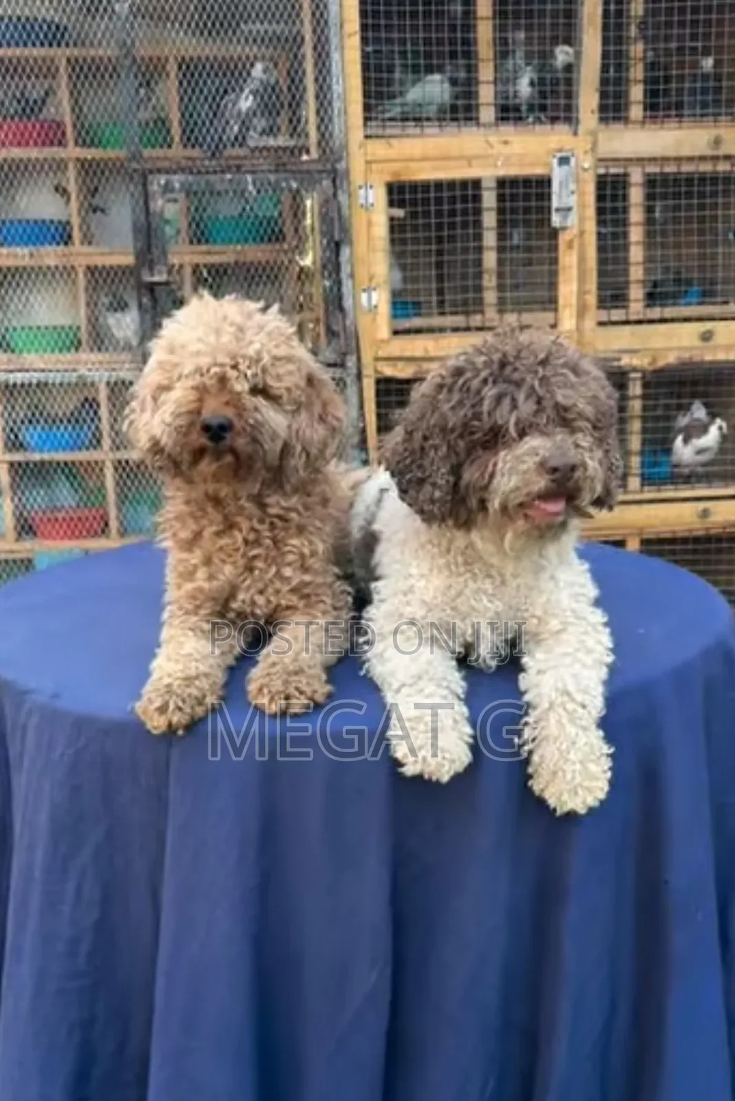 1-3 months Male Purebred Poodle