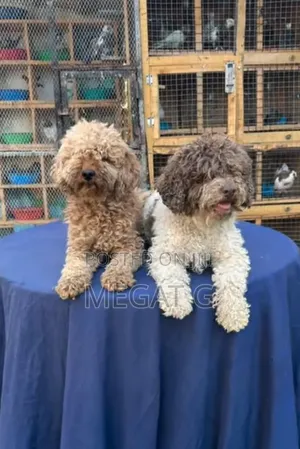 1-3 months Male Purebred Poodle
