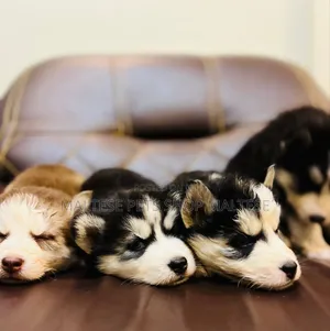 1-3 months Male Purebred Siberian Husky