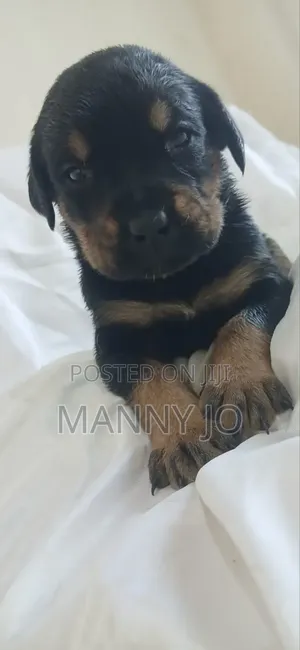 1-3 months Male Purebred Rottweiler