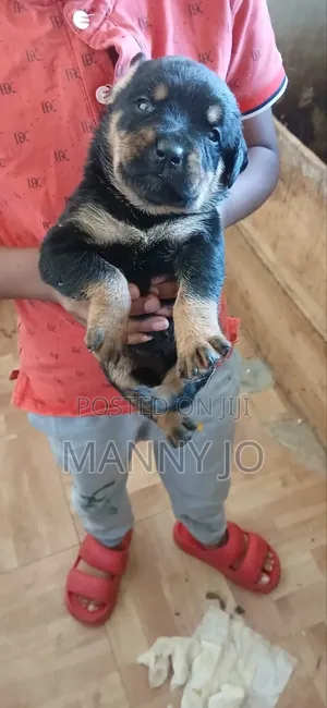 1-3 months Female Purebred Rottweiler