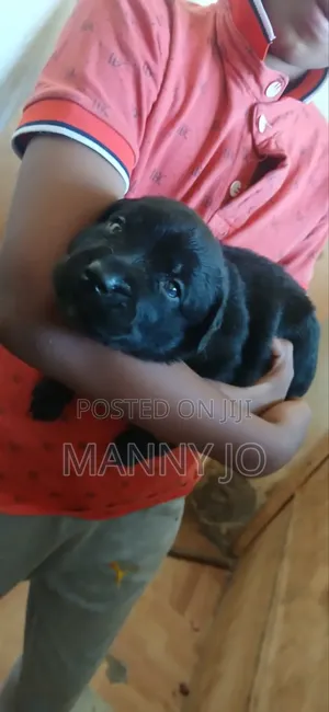 1-3 months Male Purebred Rottweiler