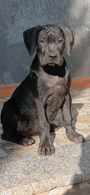 1-3 months Female Purebred Boerboel