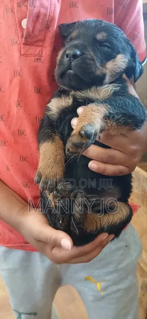 1-3 months Male Purebred Rottweiler