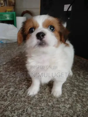 1-3 months Male Purebred Shih Tzu