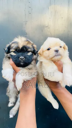 1-3 months Male Purebred Maltese