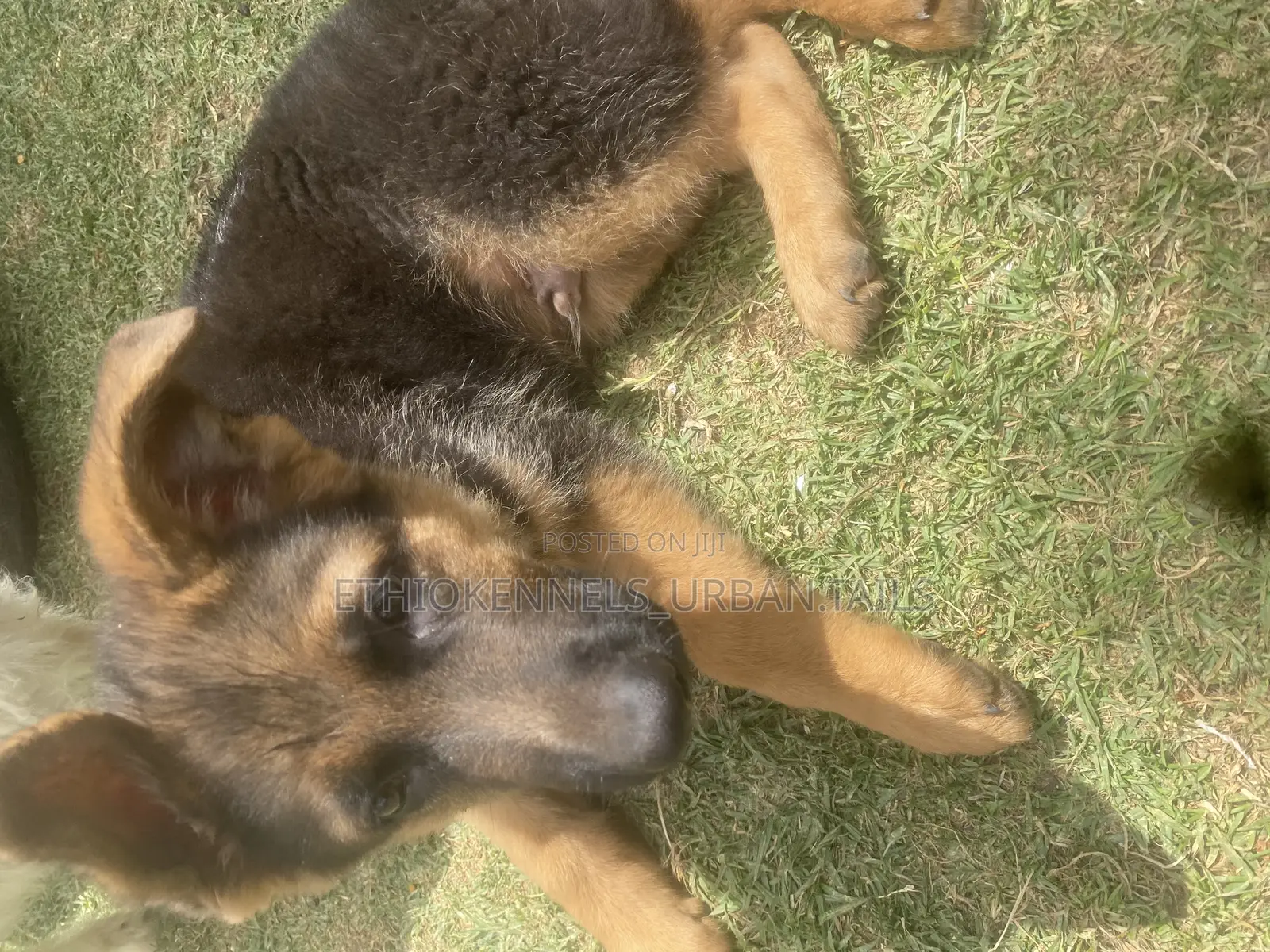 1-3 months Male Purebred German Shepherd