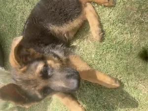 1-3 months Male Purebred German Shepherd