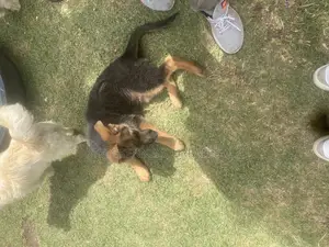 1-3 months Male Purebred German Shepherd