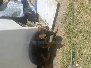 1-3 months Male Purebred German Shepherd