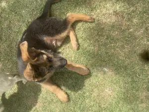 1-3 months Male Purebred German Shepherd