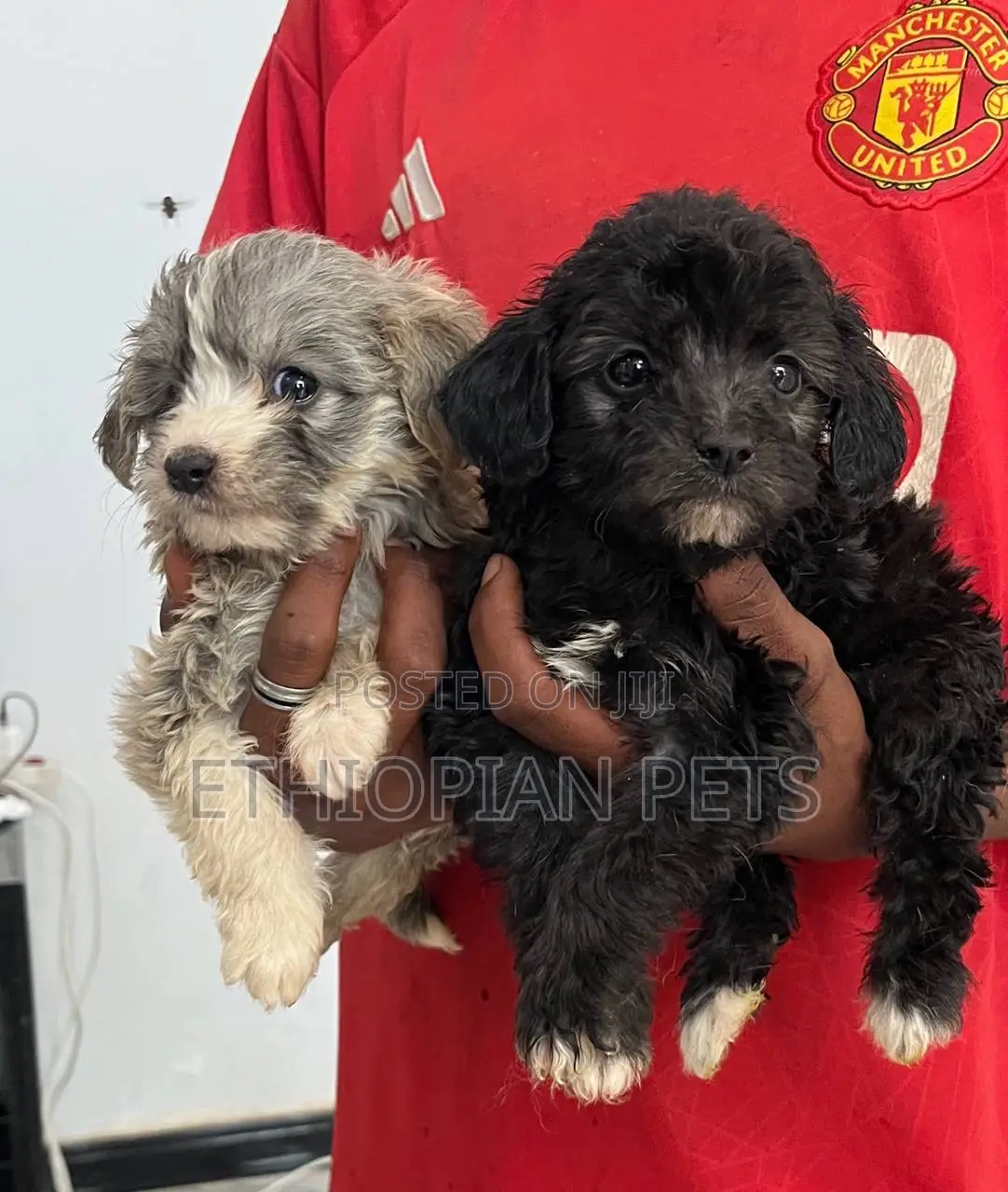 1-3 months Male Purebred Maltipoo