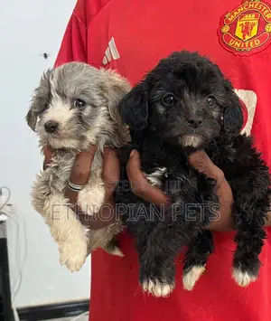 1-3 months Male Purebred Maltipoo