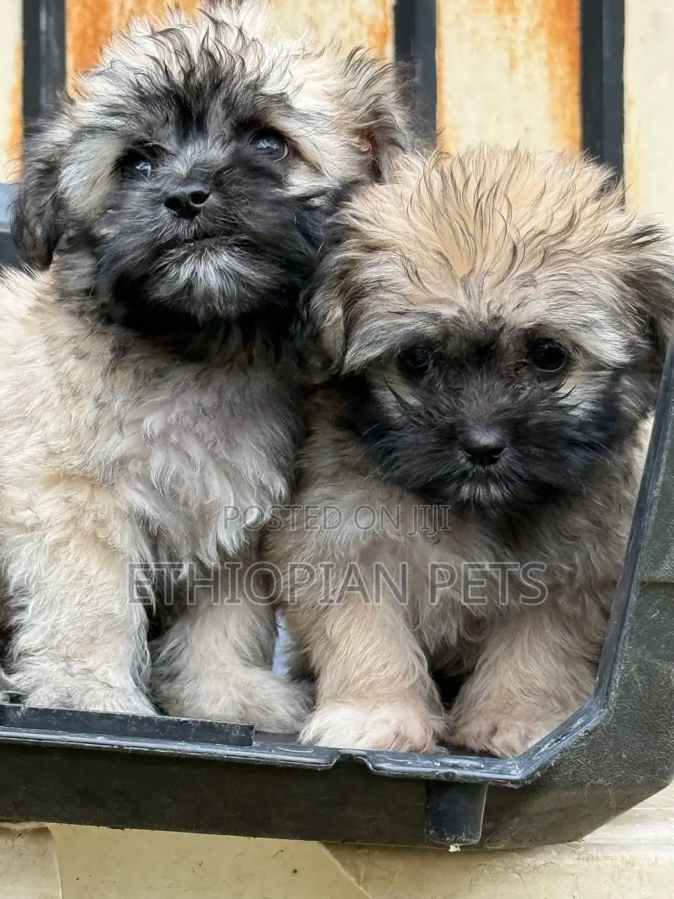 1-3 months Male Purebred Havanese