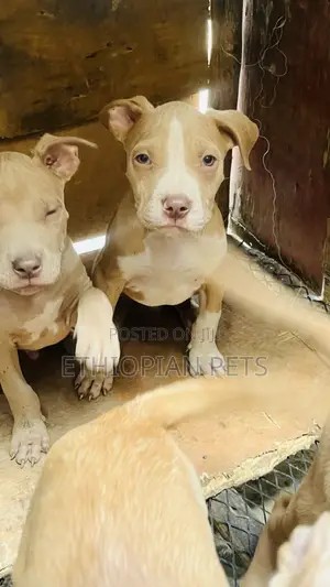 0-1 month Male Purebred American Bully
