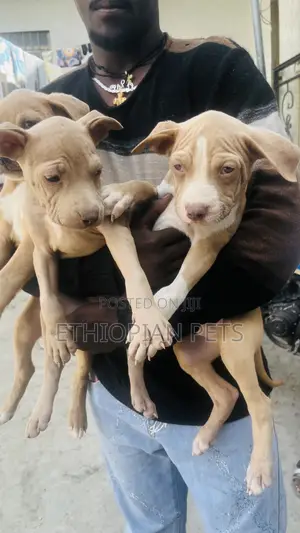 0-1 month Male Purebred American Bully