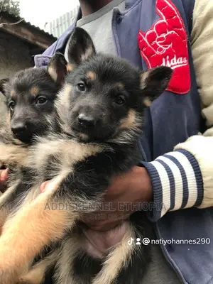 1-3 Months Female Purebred German Shepherd
