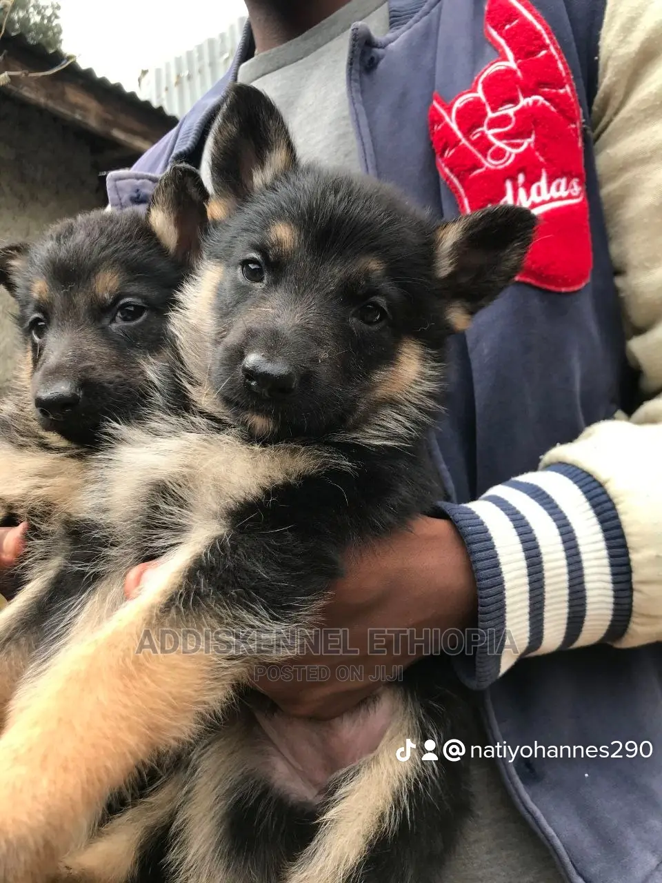 1-3 Months Female Purebred German Shepherd