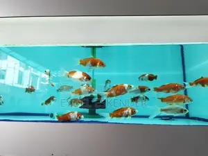 Japanese Koi Fishes