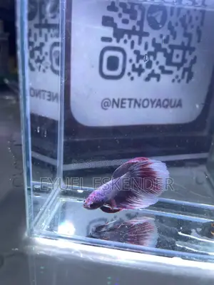 Beautiful and Vibrant Betta Fishes