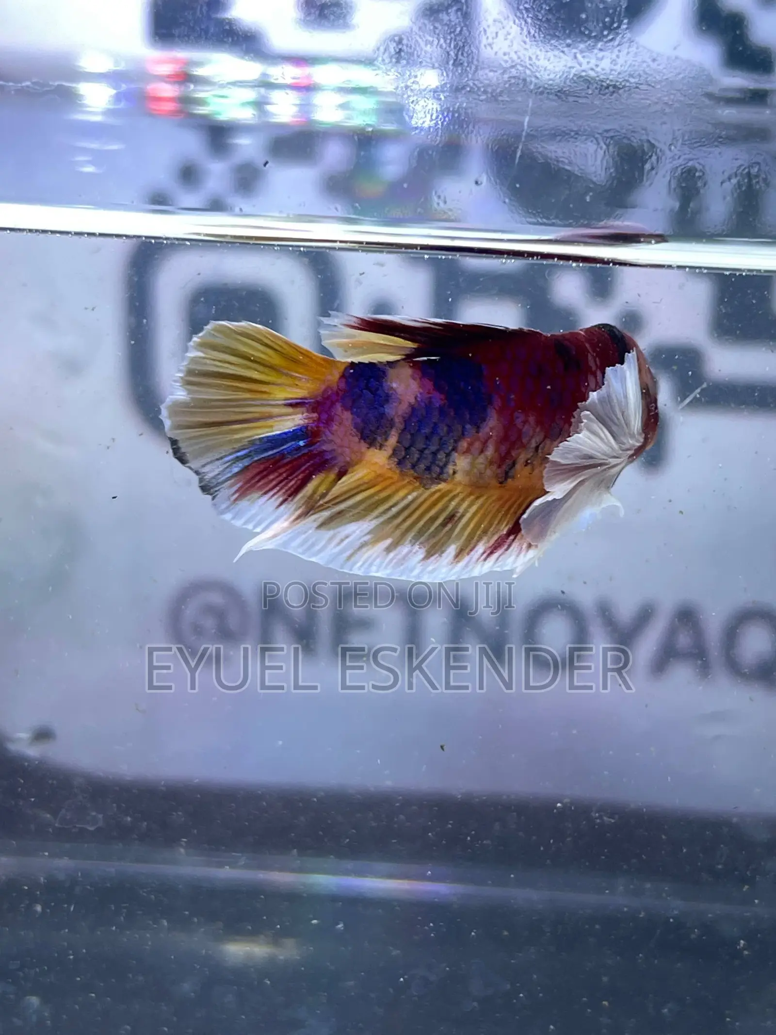 Beautiful and Vibrant Betta Fishes