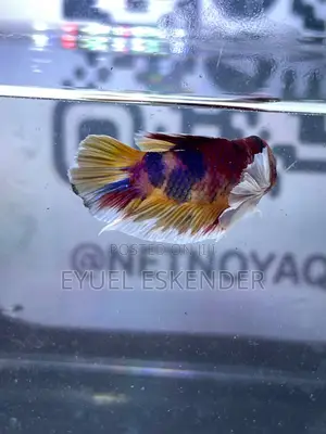 Beautiful and Vibrant Betta Fishes