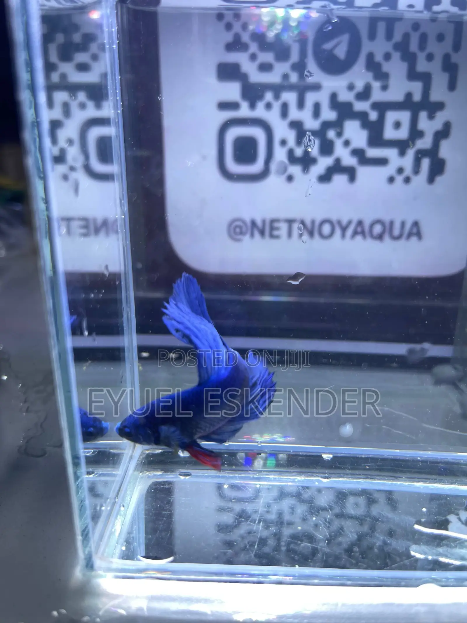 Beautiful and Vibrant Betta Fishes