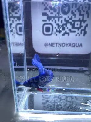 Beautiful and Vibrant Betta Fishes