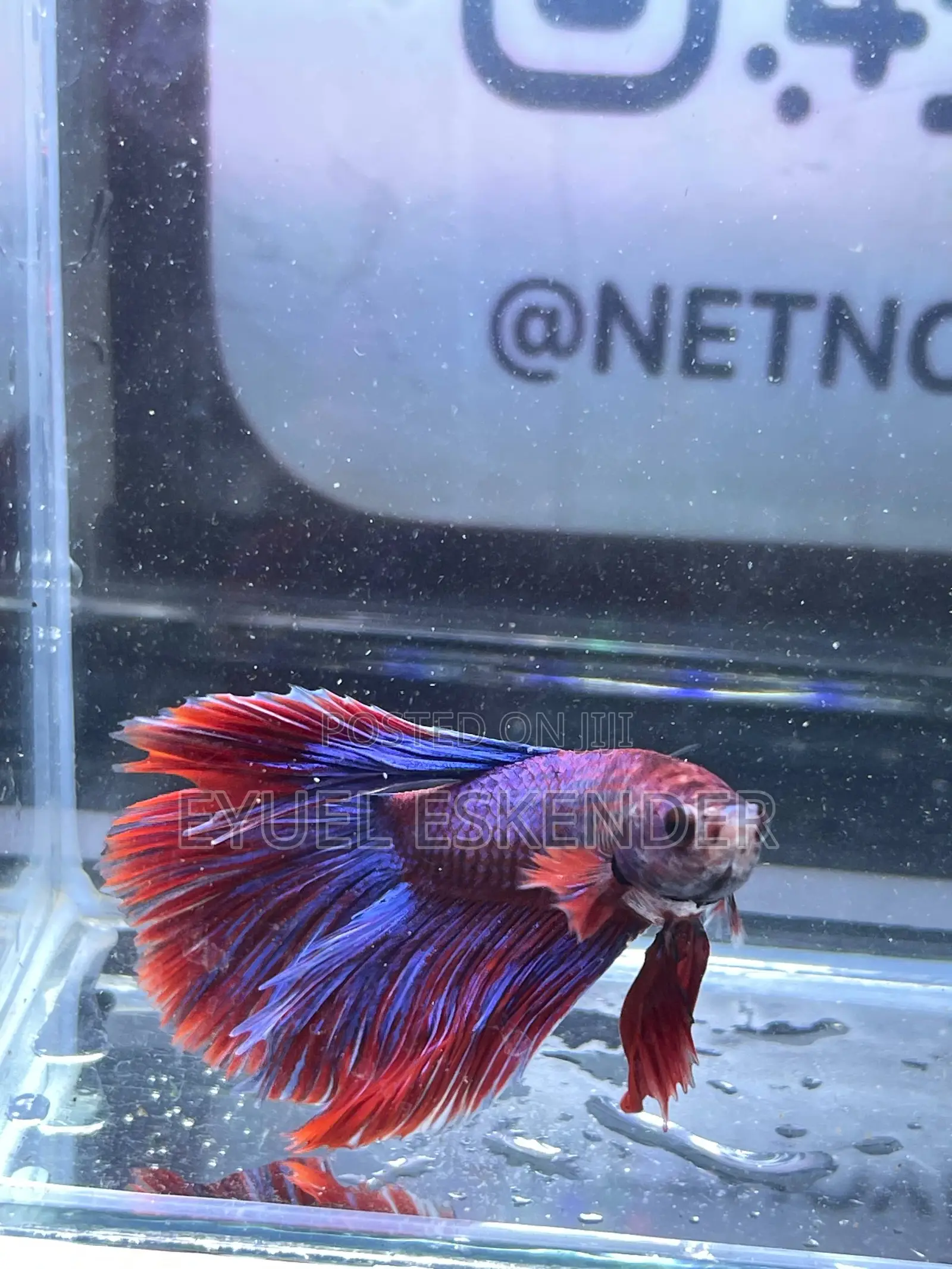 Betta Fish