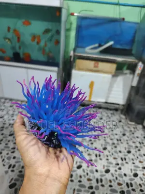 Aquarium Decoration