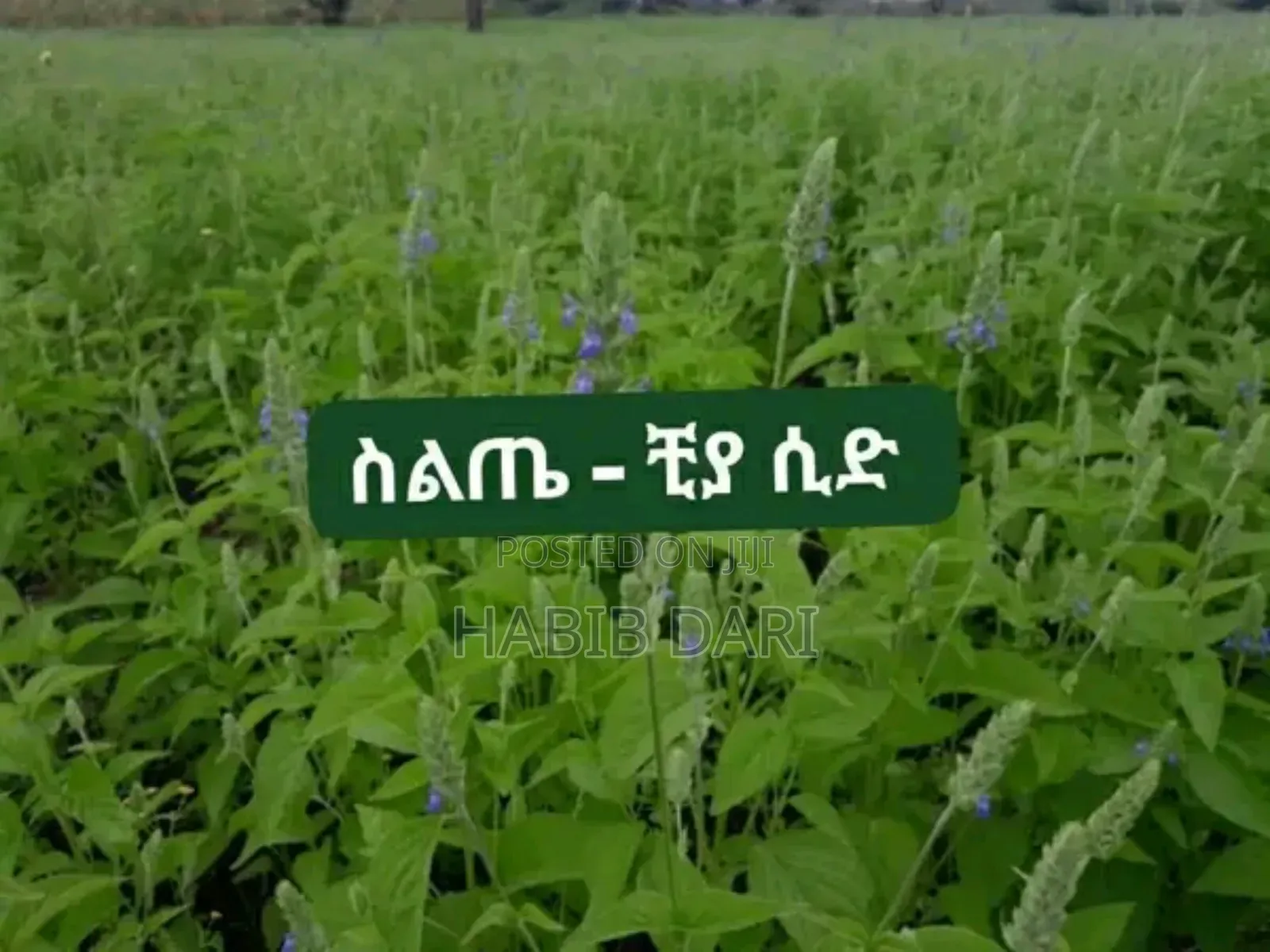 Chea Seeds