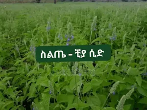 Chea Seeds