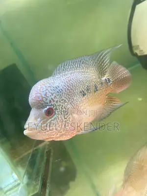 Flowerhorn